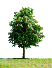 Mature tree- Business Success