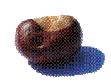 Conker seed- an idea full of latent potential