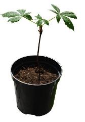 Small sapling - tender and vulnerable stage of business start-up